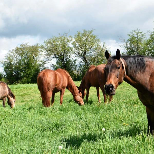 Pension pour chevaux à Saint-Julien-de-Coppel, Puy-de-Dôme